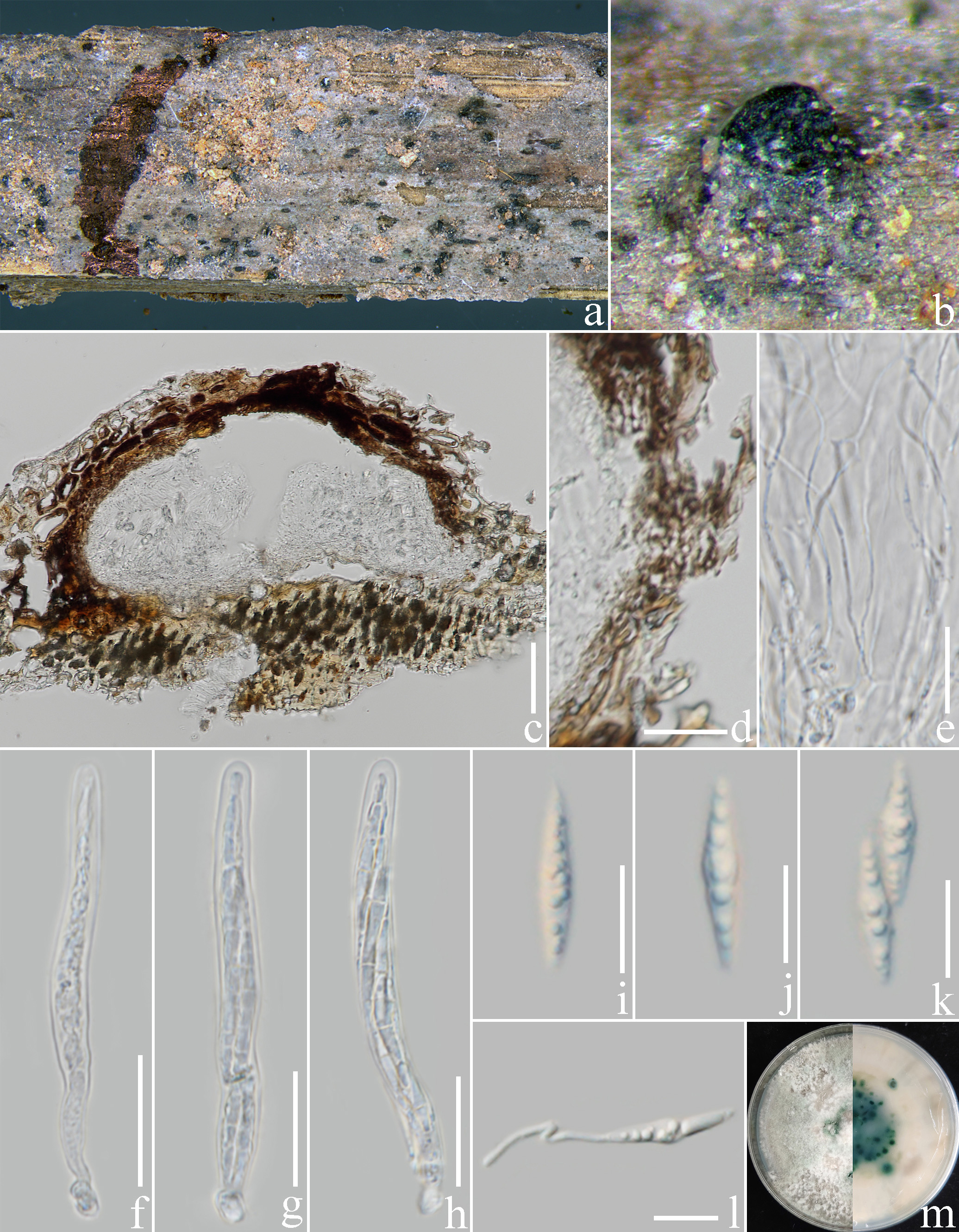 Figure 40